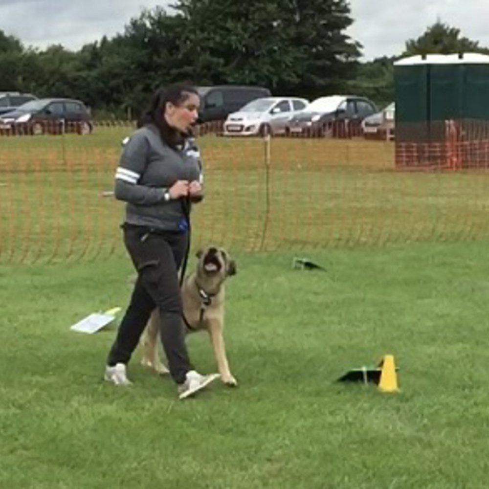 K9 STARS | Kennel Club Rally Dog Training Classes. Driffield, East ...