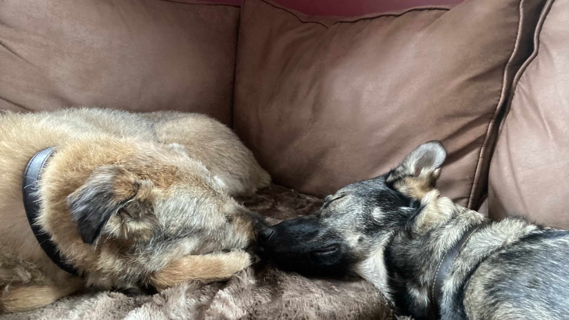 Keeping Dogs and Puppies Calm Around Fireworks and Bonfire Night