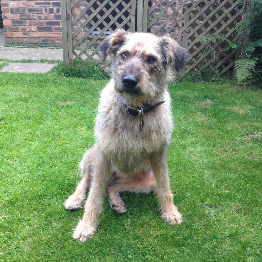 Tess Rescue