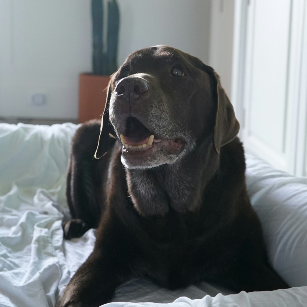 Old Dog 2 B